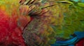 Close up Colorful of Double Catalina Macaw Hybrid between Catalina Macaw and Catalina Macaw bird`s feathers with red yellow o Royalty Free Stock Photo