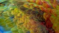 Close up Colorful of Double Catalina Macaw Hybrid between Catalina Macaw and Catalina Macaw bird`s feathers with red yellow o