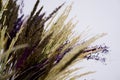 CLOSE UP OF Colorful Dried Ear Of Rice and dried plants for home decoration Royalty Free Stock Photo