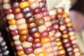 Close-up of colorful dried Indian Corn as decoration Royalty Free Stock Photo