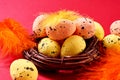 Colorful Easter Eggs with in the nest with colored feathers on the red background. Easter greeting card