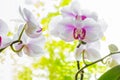 Close up of Colorful and elegant orchid flower with natural back Royalty Free Stock Photo