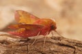 Close up of the colorful European pink olive small elephant hawk-moth, Deilephila porcellus, sitting on a piece of wood