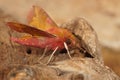 Close up of the colorful European pink olive small elephant hawk-moth, Deilephila porcellus, sitting on a piece of wood