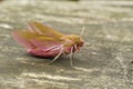 Close up of the colorful European pink olive small elephant hawk-moth, Deilephila porcellus, sitting on a piece of wood