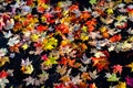 Close-up of colorful fall leaves on a black driveway