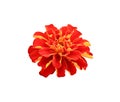 Colorful flowers french marigolds nature ornamental blooming isolated on white background