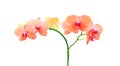 Colorful flowers orange phalaenopsis orchids blooming isolated on white background Royalty Free Stock Photo