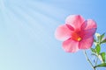 Colorful flowers pink allamanda blooming on bright blue sky background