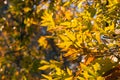 Close up of the colorful foliage of a Western Sycamore Platanus Racemosa tree, Sycamore Grove Park, Livermore, California