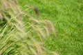 Close-up of colorful  Foxtail Barley Hordeum jubatum,  bobtail or squirreltail barley in sunny day. Lawn Royalty Free Stock Photo