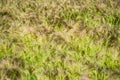 Close-up of colorful  Foxtail Barley Hordeum jubatum,  bobtail or squirreltail barley in sunny day. Lawn with fluffy Barley Royalty Free Stock Photo