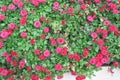 Colorful fresh red roses flower blooming garden with green leaf and stem , natural patterns water drops in the morning top view