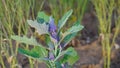 Close up of colorful fresh young raw heirloom tree spinach. Chenopodium giganteum for vegetable and source of fibre