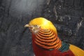 Gold Pheasant in Beijing Zoo, China