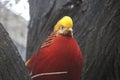 Gold Pheasant in Beijing Zoo, China