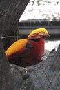 Gold Pheasant in Beijing Zoo, China