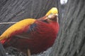 Gold Pheasant in Beijing Zoo, China