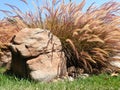 Close up of colorful grass like fox tails with large rocks in a decorated garden