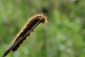 A close up of colorful hairy, striped and spotted Drinker moth caterpillar (Euthrix potatoria) on a twig Royalty Free Stock Photo