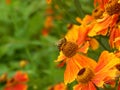 Close-up colorful image of autumn aster flowers in the sun Royalty Free Stock Photo