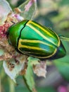 Close-up colorful insect feeding on flower, brautiful Royalty Free Stock Photo