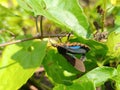 Close-Up of Colorful Insect on Green Leaf in Sunlight Royalty Free Stock Photo