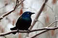 Close up of a colorful iridescent Common Grackle bird