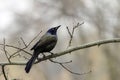 Colorful iridescent Common Grackle bird perched in a tree Royalty Free Stock Photo