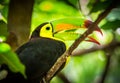 Colorful keel-billed toucan bird