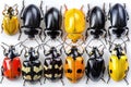 Close-up of colorful leaf beetles on a white background highlighting their patterns Royalty Free Stock Photo