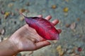 Close up of a colorful leaf in a childs hand