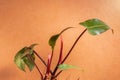 Close up colorful leaves of a blushing philodendron houseplant on an orange wall.