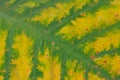 Close up of colorful leaves Elephant ear or Cocoyam with leaf pattern details, Colocasia esculenta var. aquatilis Hassk