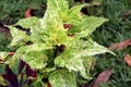 Close up colorful leaves of plant in pot