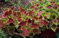 Close up colorful leaves of plant in pot