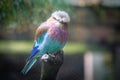 Close-up of a colorful lilac-breasted roller (Coracias caudatus) resting on the tree Royalty Free Stock Photo