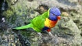 Close up of colorful lorikeet, type of parrot