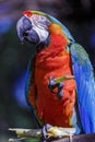 Colorful Macaw parrot eating and looking at camera Royalty Free Stock Photo