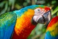 Colorful Macaw parrot looking at camera in Brazil Royalty Free Stock Photo