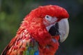 Colorful Macaw parrot looking at camera in Brazil Royalty Free Stock Photo