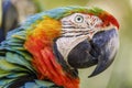 Colorful Macaw parrot looking at camera in Brazil Royalty Free Stock Photo