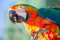 Colorful Macaw parrot looking at camera at sunlight Royalty Free Stock Photo