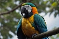 Close-up of a colorful macaw in a tree