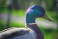 close-up of colorful mallard duck