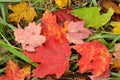 Close-up of a Colorful Maple Leaves