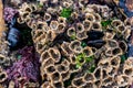 Close up with selective focus of texture on natural sand cocoons, seaweed and mussel shells and blur in the background Royalty Free Stock Photo