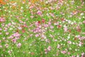 Colorful multicolored cosmos flowers blooming in garden background Mexican Aster Royalty Free Stock Photo