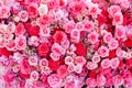 Colorful multicolored ornamental of beautiful pink and red roses blooming patterns group  on wall for background Royalty Free Stock Photo