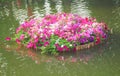 Colorful multicolored petunia flowers patterns with green leaves blooming in bamboo raft on nature water background Royalty Free Stock Photo